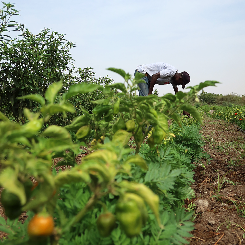 Person tending to a chili field for future SOCHILI products.